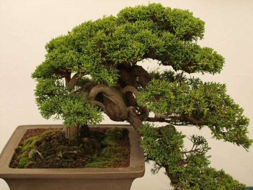 bonsai przycinanie