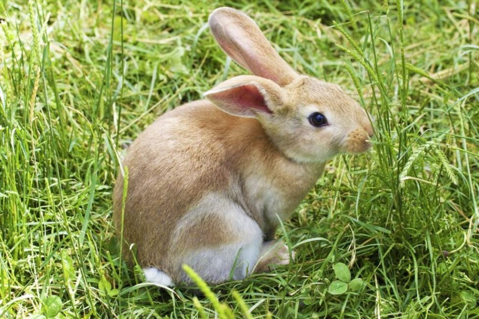 cena klatki dla królika miniaturki