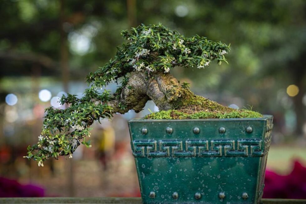 drzewko bonsai jak dbać