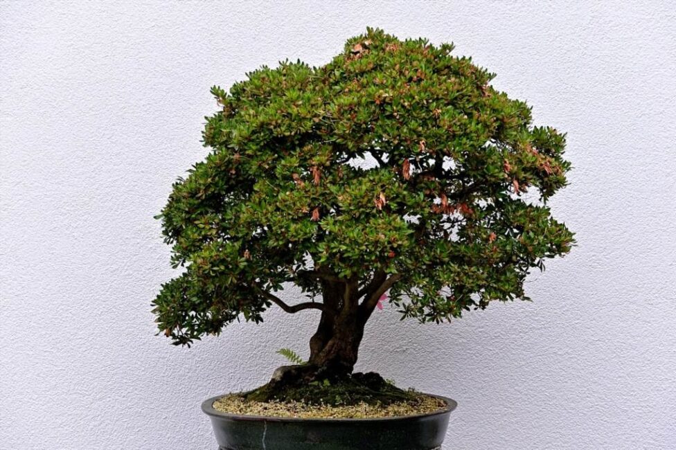 formowanie bonsai ficus