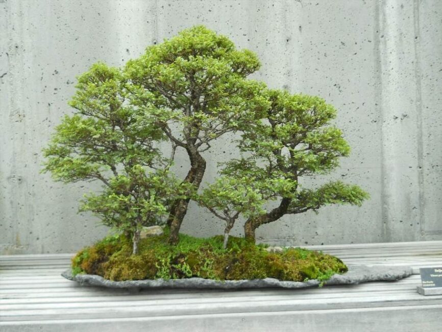 jak hodować drzewko bonsai