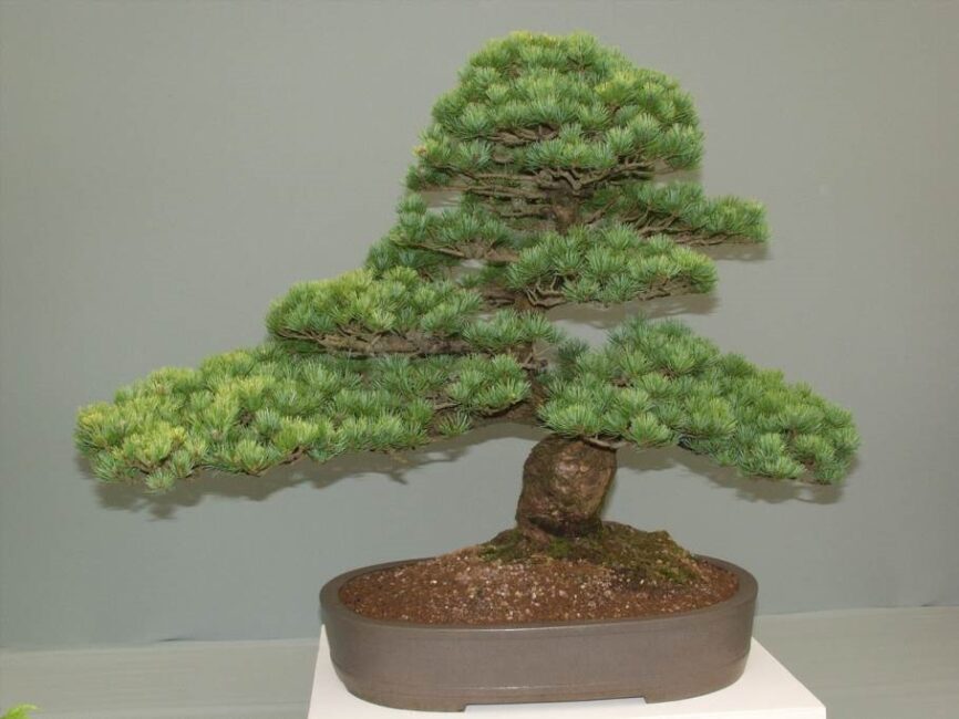 jak pielęgnować bonsai
