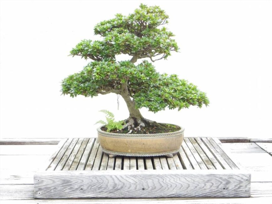 jak przyciąć bonsai ficus