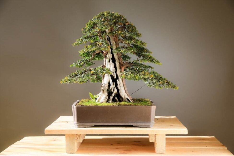 jak przycinać drzewko bonsai